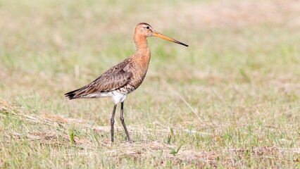Fototapeta premium great blue heron