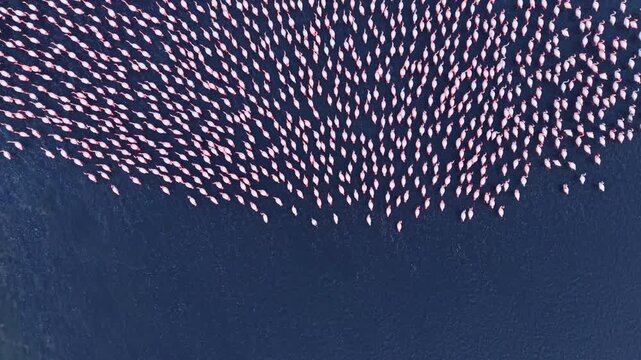 A lively flock of flamingos glides gracefully across deep blue waters during a breathtaking sunset, creating a magical scene of color and movement that captivates the viewer.