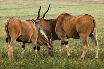 Pair of eland antelopes grazing in an open field