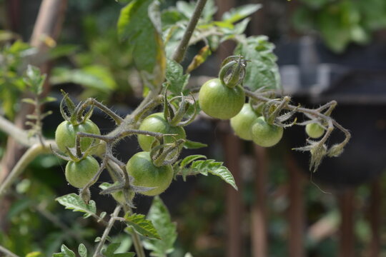 Racimo de tomatitos
