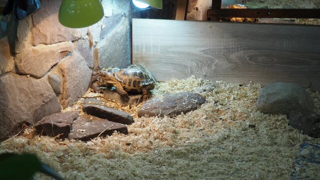 Russian Agrionemys steppe tortoise Testudo horsfieldii, Afghan or endemic Central Asian four-clawed tortoise, four-toed or Horsfield tortoise, is threatened species of tortoise in family Testudinidae