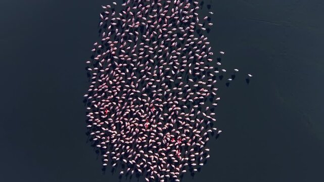 A vibrant group of pink flamingos congregates in the tranquil waters of a lagoon during sunset, their elegant movements forming beautiful patterns across the surface, showcasing nature's artistry.