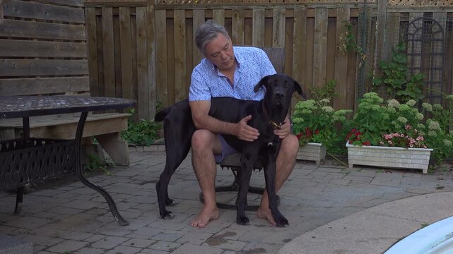A man in his late 50s early 60s pets his Great Dane, Labrador mutt while sitting on a chair in the backyard. This sweet big puppy is happy and playful during a beautiful bonding moment in the summer.