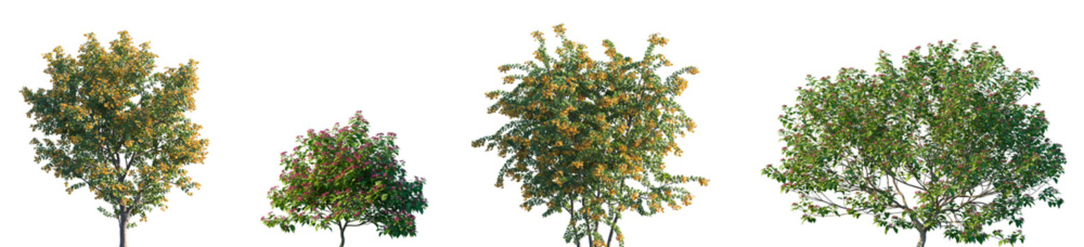 Set of Berberis darwinii and Clerodendrum trichotomum blossoming frontal street trees isolated png on a transparent background perfectly cutout