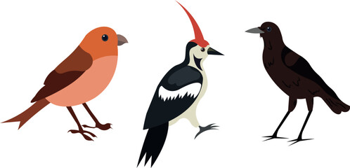 Fototapeta premium set of different birds isolated