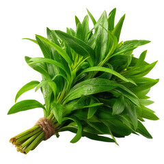 A bunch of fresh green leaves tied together with twine isolated on transparent background