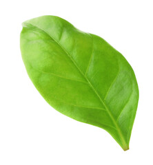 Obraz premium One green cocoa leaf isolated on white