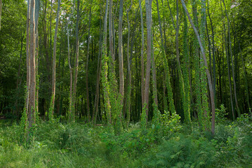 Zielony las z drzewami porośniętymi bluszczem