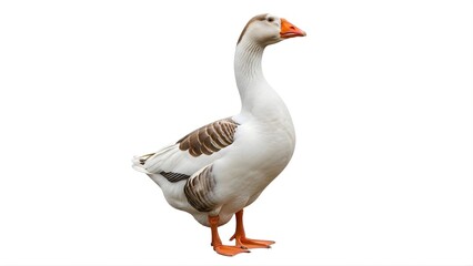 Obraz premium A white goose standing on a transparent background with its head turned to the side