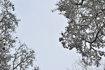 Winter tree branches form a natural frame around a pale sky creating a minimalist background.