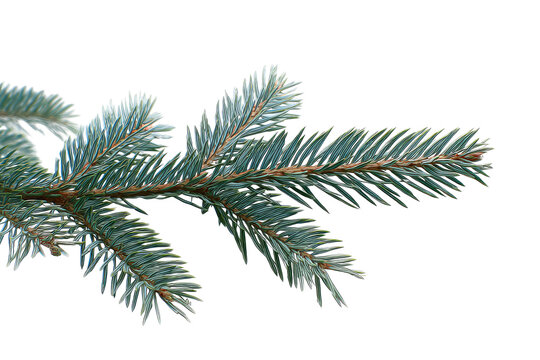 Close-up of a conifer branch with delicate,  needle-like leaves