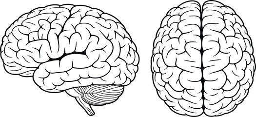 Set of human brain anatomy illustrations featuring side and top views in black line art for medical design © Sume