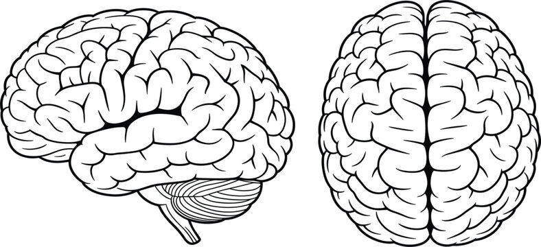Set of human brain anatomy illustrations featuring side and top views in black line art for medical design
