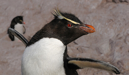 Ping&uuml;ino de penacho amarillo retrato