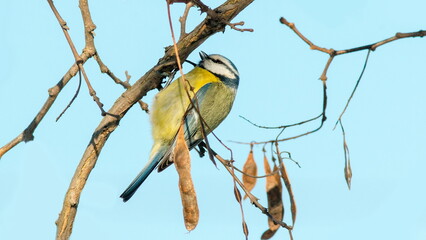 blue tit on branch © lazalnik