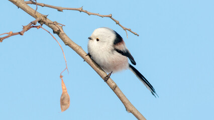 blue tit on branch © lazalnik