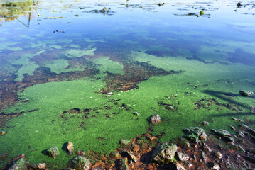 Wide view of freshwater algae bloom forming green patches on the water surface, representing...