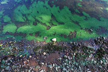 Shallow water shoreline covered with green algae and aquatic plants, creating a natural textured...