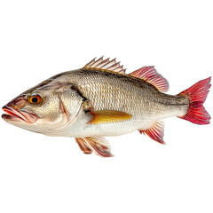 A vibrant fish with striking red fins and scales on black isolated on transparent background