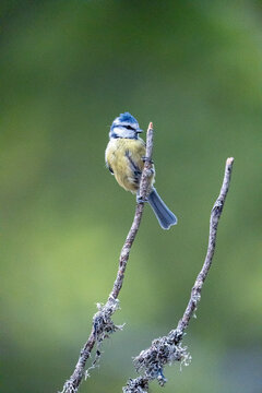 Eurasian blue tit (Cyanistes caeruleus) photographed in Spain