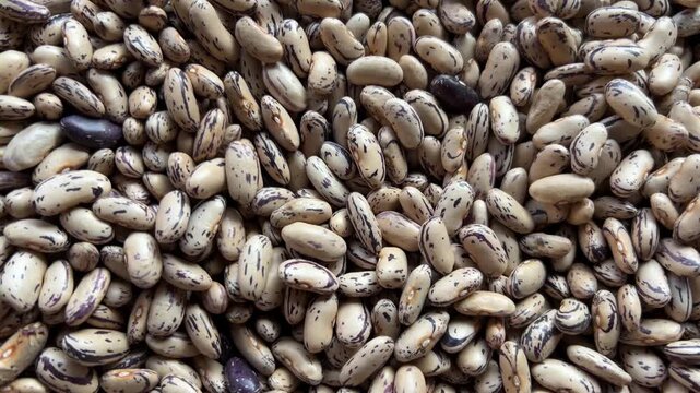 Stregoni beans, Italian bean variety from Piedmont rich in protein, tracking shot on beans