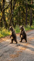 Close up of two bear cubs on two legs crossing forest road golden hour