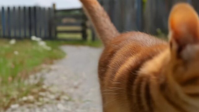 Orange tabby cat walking outdoors on pathway