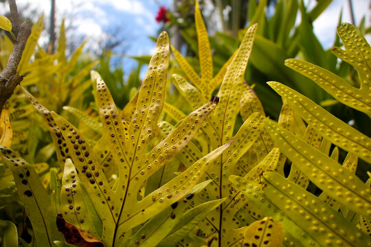Monarch Fern (Phymatosorus scolopendria)