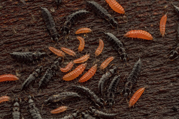 Tube-tailed thrips (Phlaeothripidae indet.) colony with adults and orange nymphs on bark
