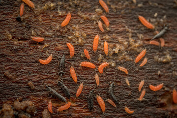 Tube-tailed thrips (Phlaeothripidae indet.) colony with adults and orange nymphs on bark
