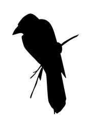 Obraz premium Vector drawing. Bird on white sky backdrop.