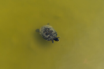 Obraz premium Small baby turtle swimming alone in murky green pond water overhead top view of a pond slider in natural habitat
