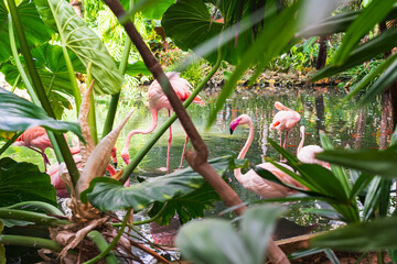 Group of beautiful pink flamingos standing in a tropical pond surrounded by lush green palm leaves...