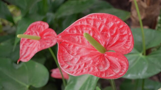 A stunning close-up of vibrant red anthurium flowers showcasing their unique heart shape and glossy texture against lush green foliage in a natural environment.