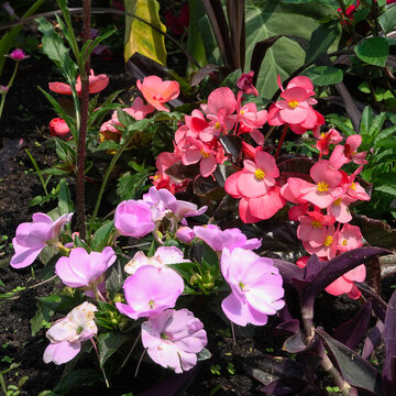 Gros plan sur des bourgeons de fleurs de Crocosmia (Montbretia) bicolores dans un jardin