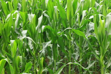 Corn field with ripe husks