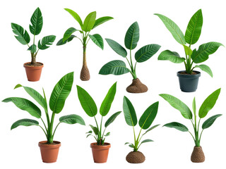 A collection of diverse plants in planters, perfect for interior design or gardening inspiration