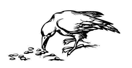Obraz premium Vector drawing. Old big crow