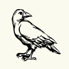 Obraz premium Vector drawing. Old big crow