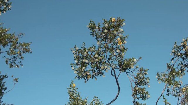 Creosote Branches With Pods and Flowers Arizona Desert Sky