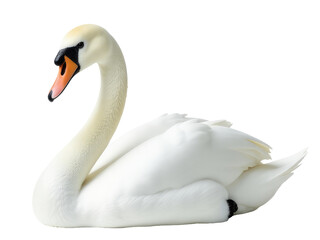 Obraz premium A majestic white swan with distinctive black head and vibrant orange beak