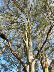 Fototapeta premium Trees, Ibiuna, Sao Paulo, Brazil