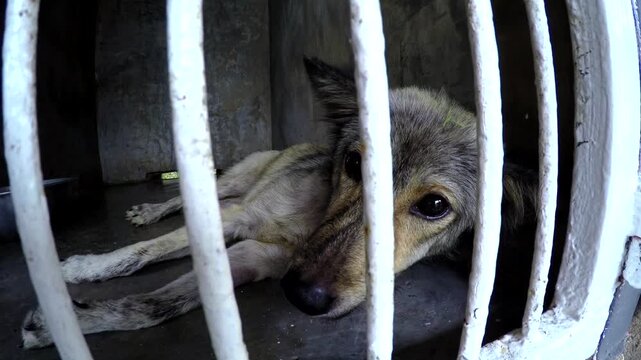 Sad, homeless dog lying in a cage at an animal shelter, looking scared through the bars while waiting for adoption. The lonely stray puppy is suffering and feels abandoned in the kennel