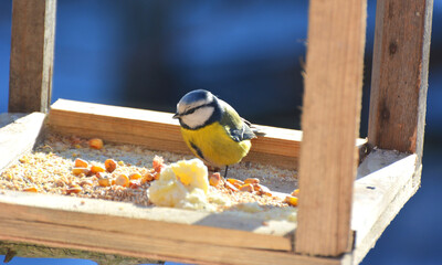 In winter, birds consume food from the feeder