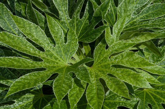 Natural botanical background of Fatsia japonica leaves, light green colour and subtle speckled texture in daylight. Clean organic surface for modern design, branding and digital use.