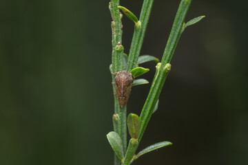 Treehopper (Gargara genistae) on a plant stem, macro of a humped cicada.