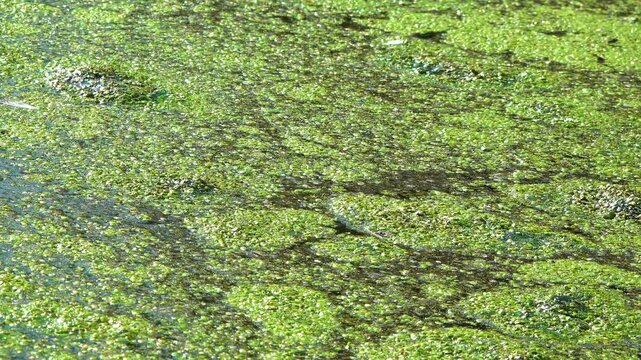 A dirty eutrophic freshwater lake with duckweed (Lemna) and Wolffia algae floating on the water surface, Odessa
