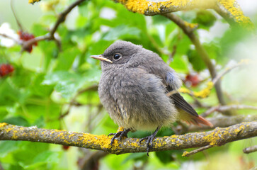 A young common redstart (Phoenicurus phoenicurus) bird on a branch © orestligetka