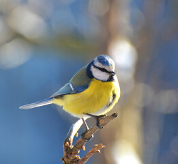 Fototapeta premium The tit is blue (Parus caeruleus) on the branch
