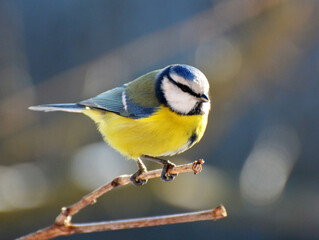 Naklejka premium The tit is blue (Parus caeruleus) on the branch